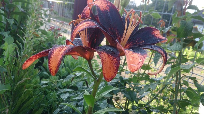  - 0 FLORI 2018 in gradina