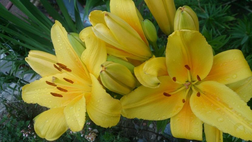  - 0 FLORI 2018 in gradina