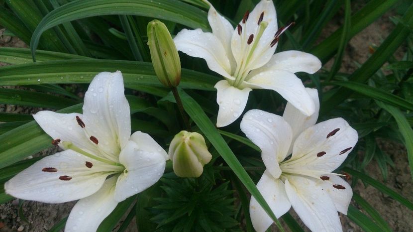  - 0 FLORI 2018 in gradina