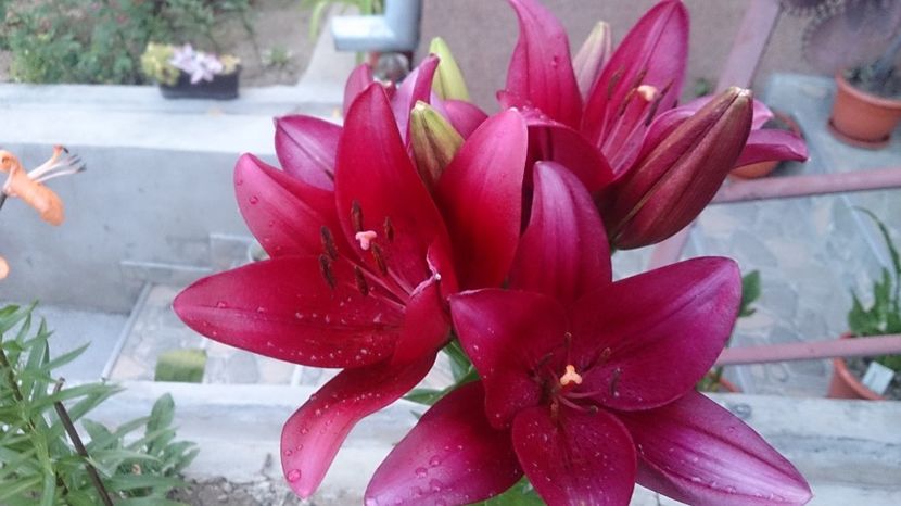  - 0 FLORI 2018 in gradina