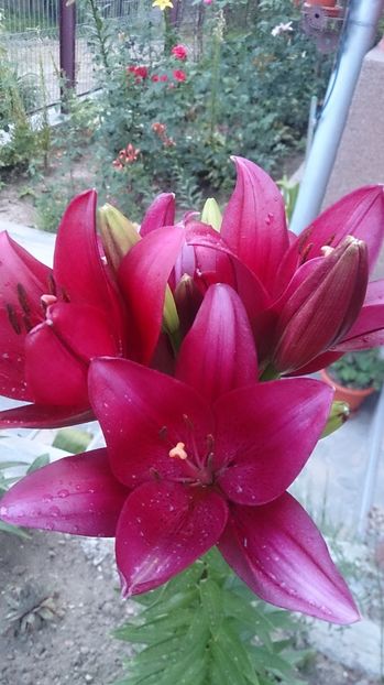  - 0 FLORI 2018 in gradina