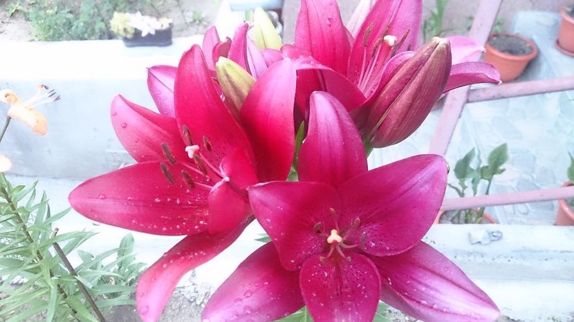  - 0 FLORI 2018 in gradina