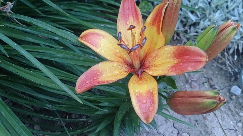  - 0 FLORI 2018 in gradina