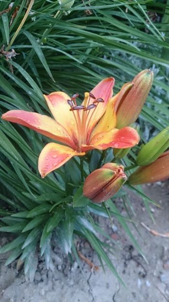  - 0 FLORI 2018 in gradina