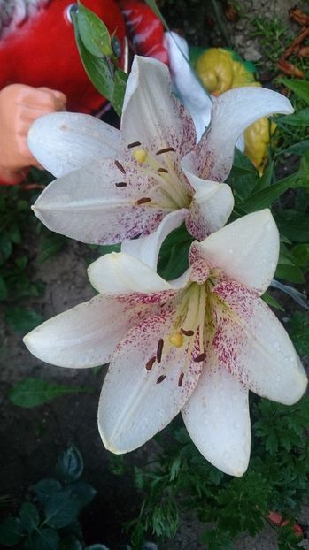  - 0 FLORI 2018 in gradina