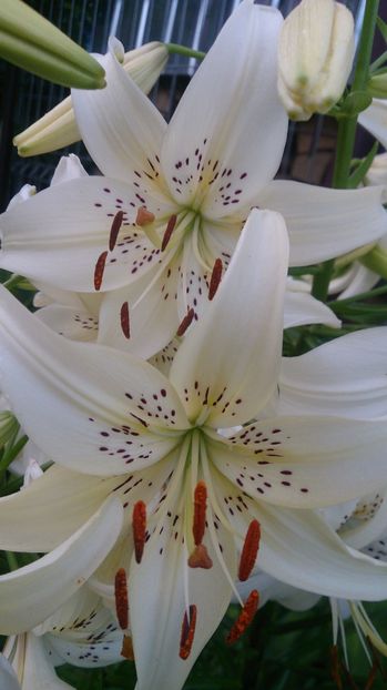  - 0 FLORI 2018 in gradina