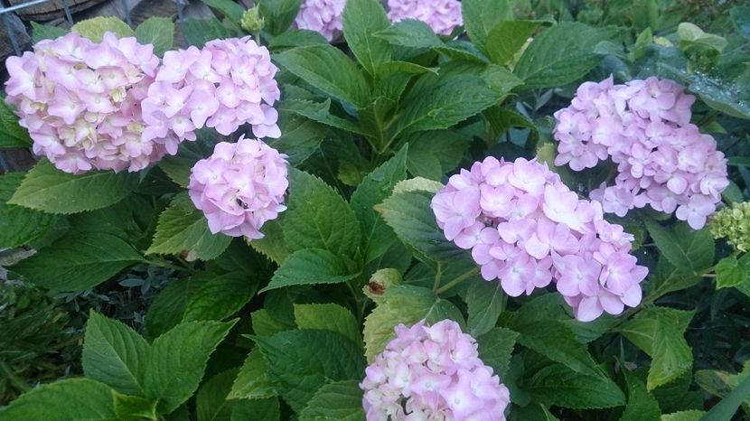  - 0 FLORI 2018 in gradina