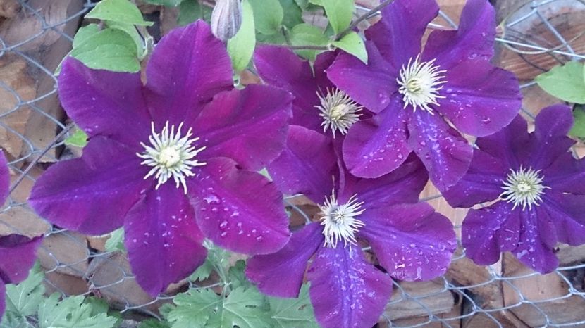  - 0 FLORI 2018 in gradina