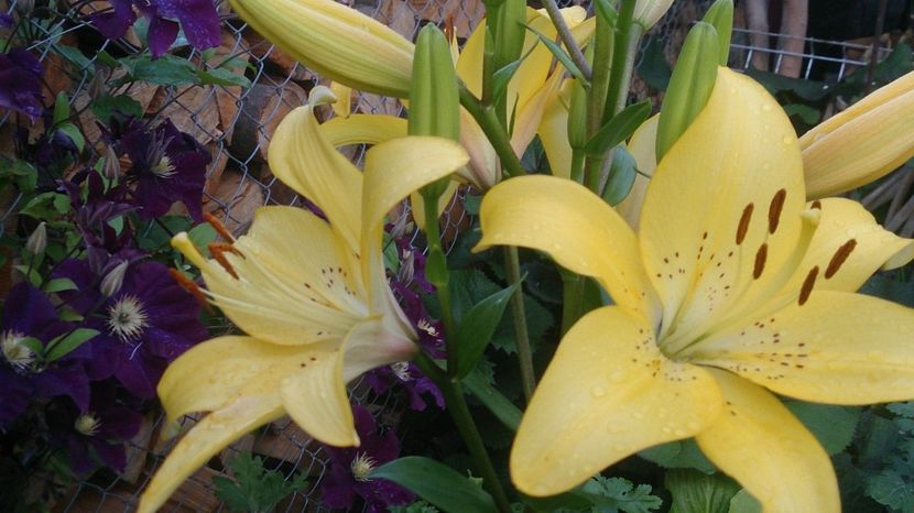  - 0 FLORI 2018 in gradina