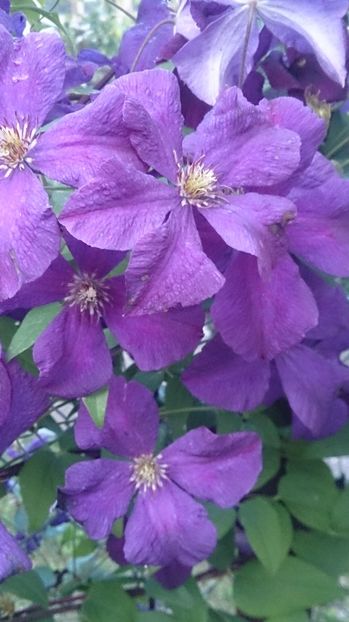  - 0 FLORI 2018 in gradina