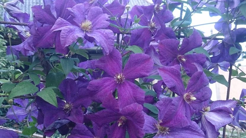  - 0 FLORI 2018 in gradina