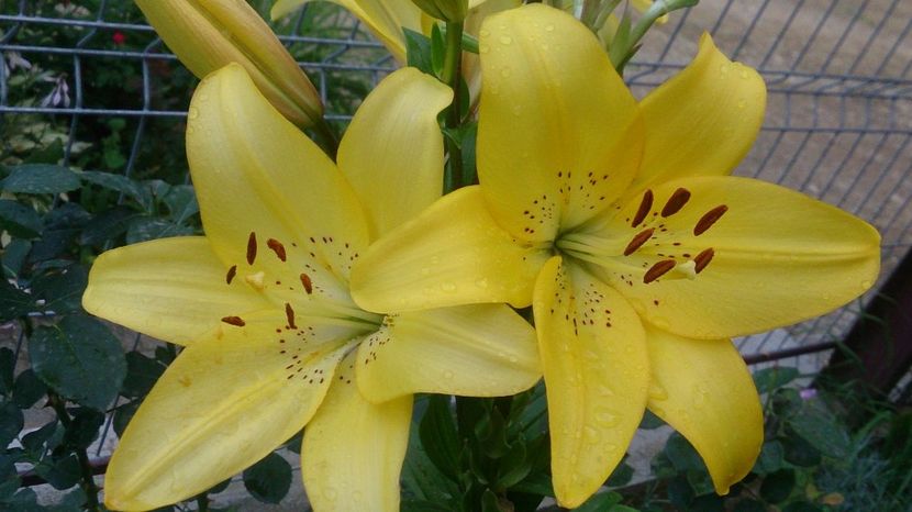  - 0 FLORI 2018 in gradina