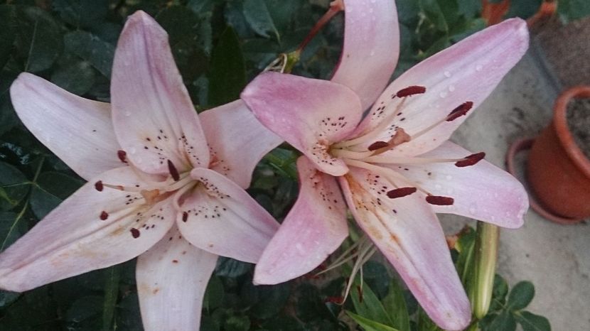  - 0 FLORI 2018 in gradina