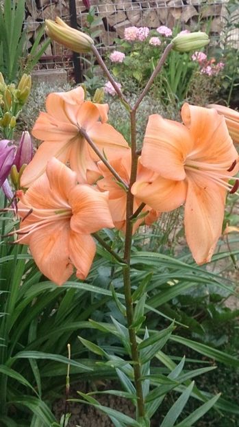  - 0 FLORI 2018 in gradina