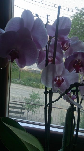  - 0 ORHIDEE 2017-2018