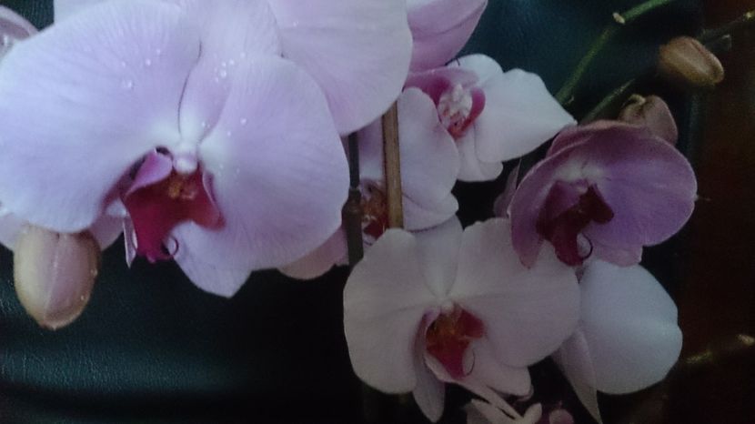  - 0 ORHIDEE 2017-2018