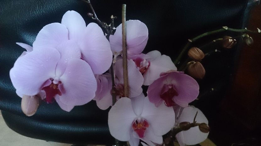  - 0 ORHIDEE 2017-2018