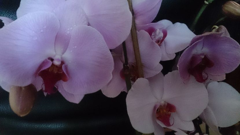  - 0 ORHIDEE 2017-2018