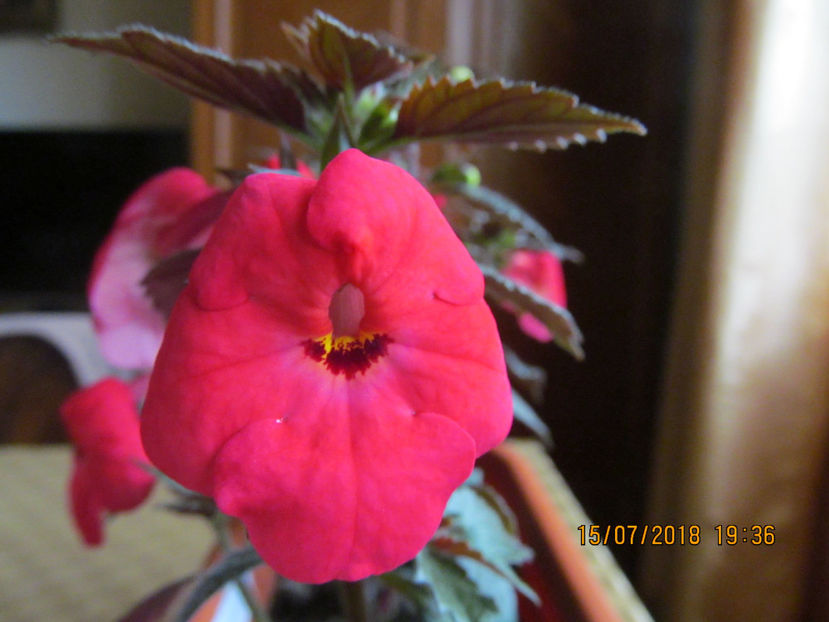  - Tetra Himalayan Orange