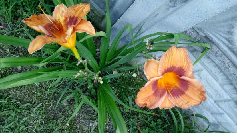  - 2018 Hemerocallisi II