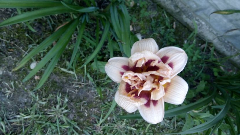  - 2018 Hemerocallisi II