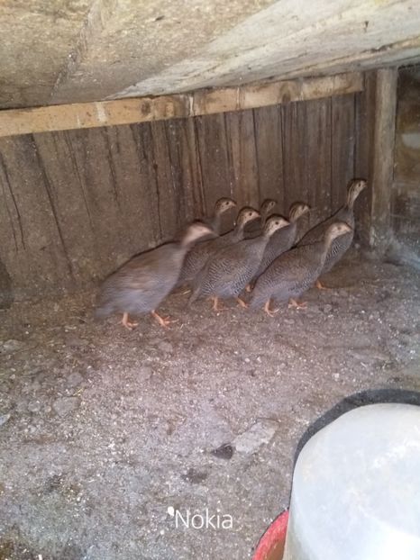  - Bibilicile mele 2018