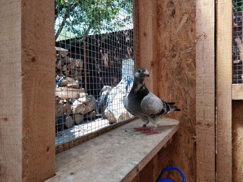 9 - Pui voiajor standard 2018