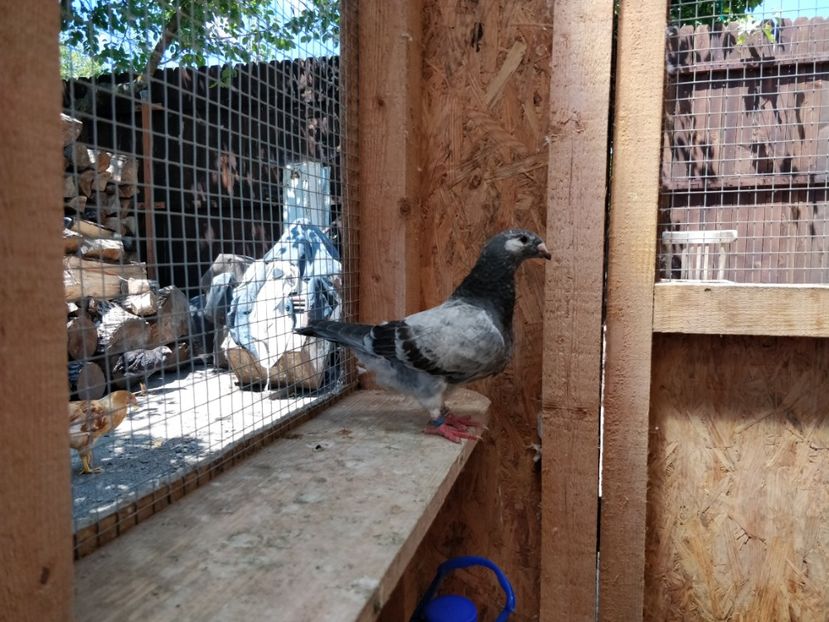 10 - Pui voiajor standard 2018