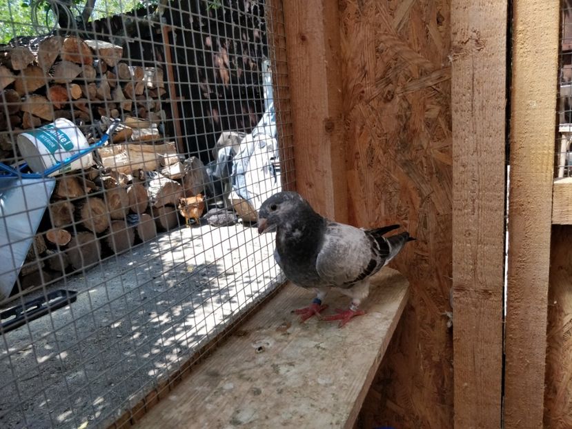 11 - Pui voiajor standard 2018