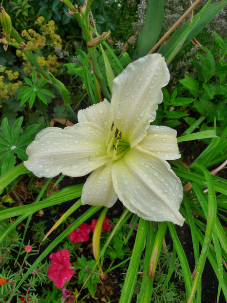  - Hemerocallis