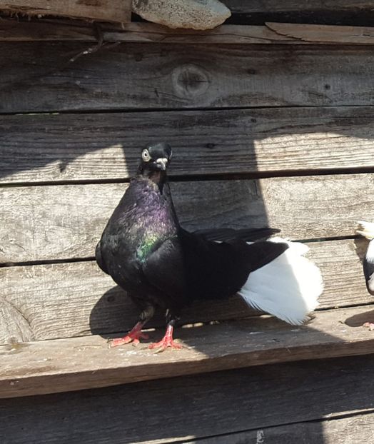  - 6-Negru Codalb Romanesc