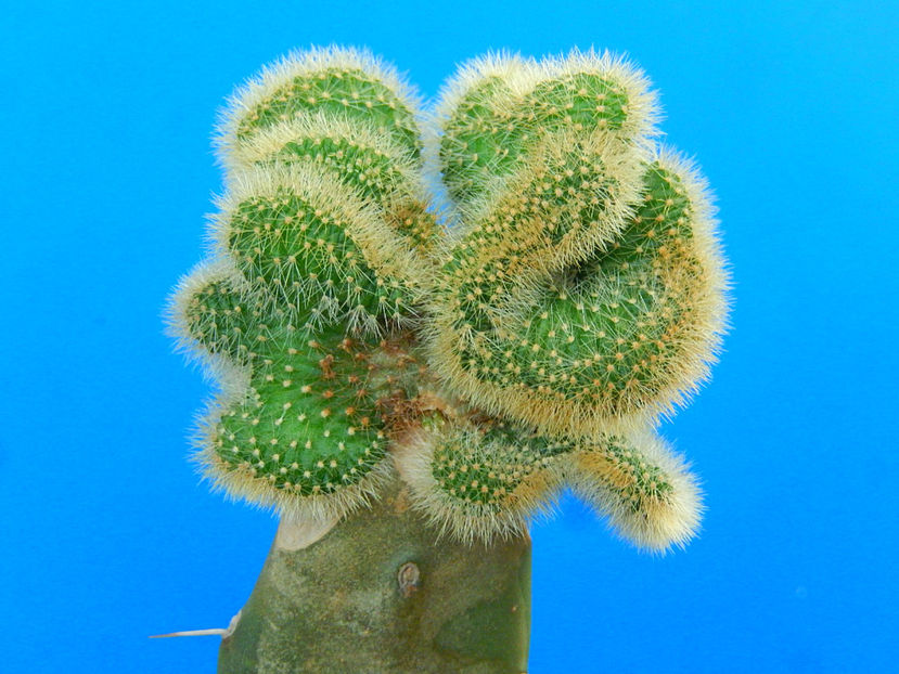 Cleistocactus fma monstruoasa - 40 lei - cactusi