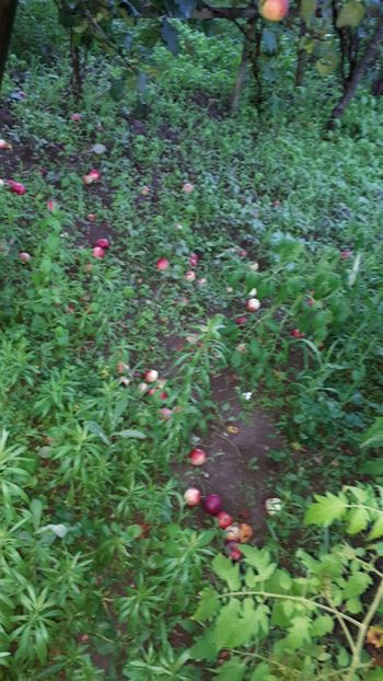 Mere de vară - Fructe 2018