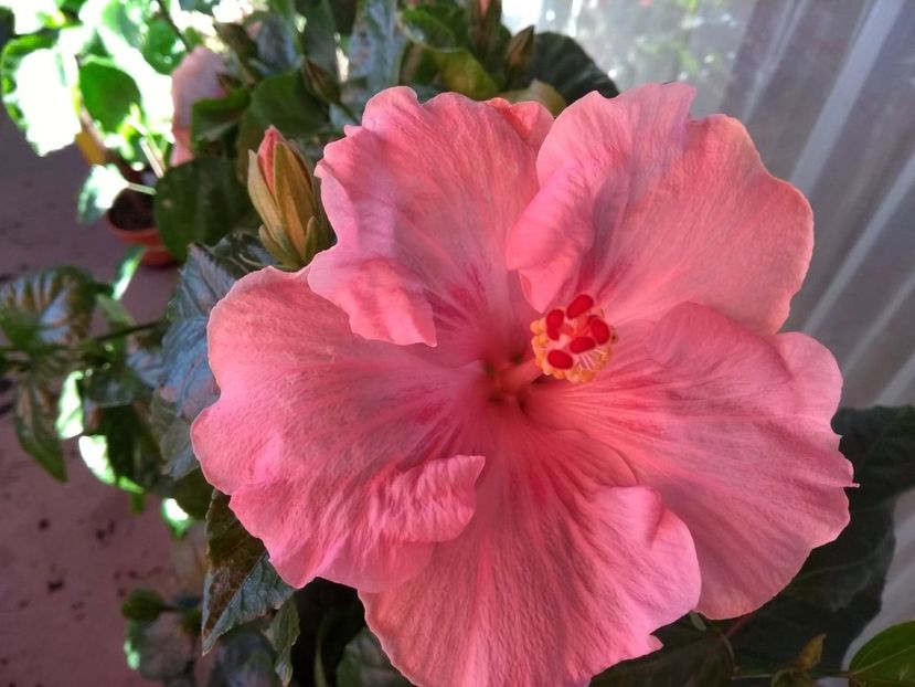  - Tahitian Raspberry Star