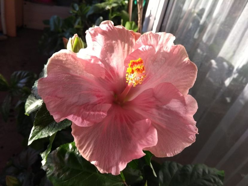  - Tahitian Raspberry Star