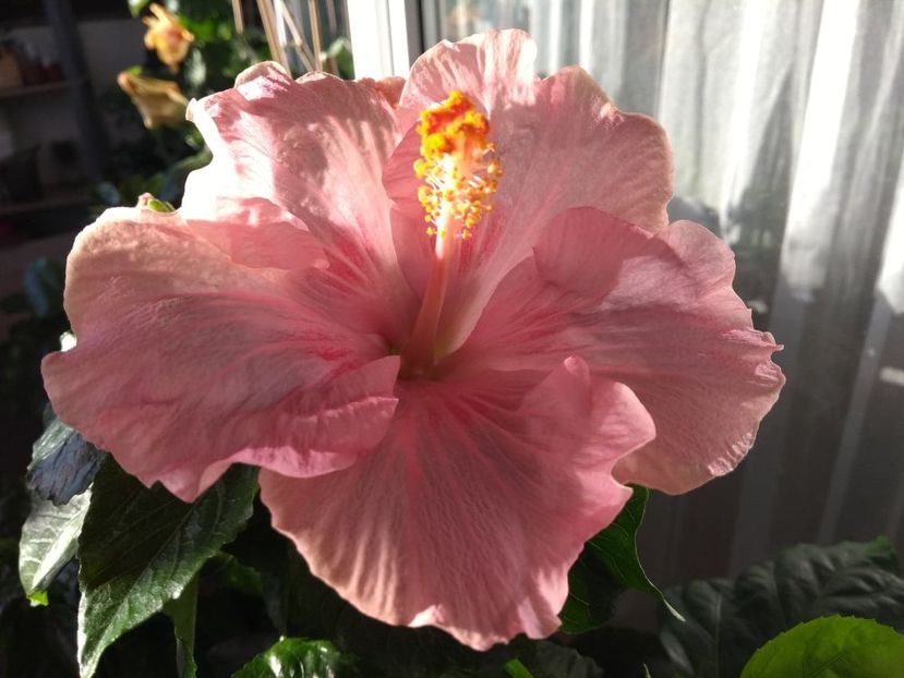  - Tahitian Raspberry Star