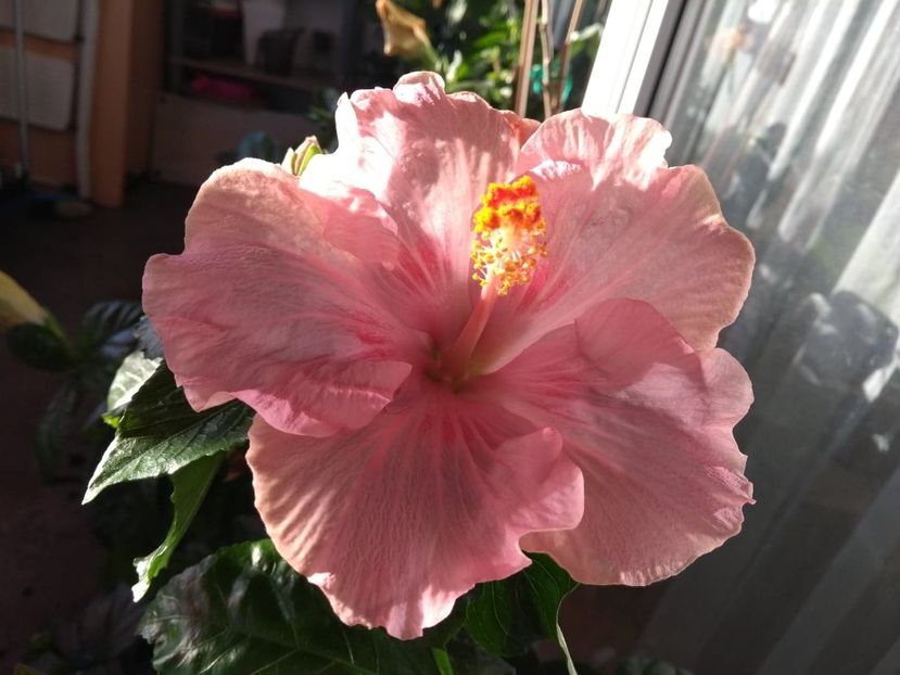  - Tahitian Raspberry Star