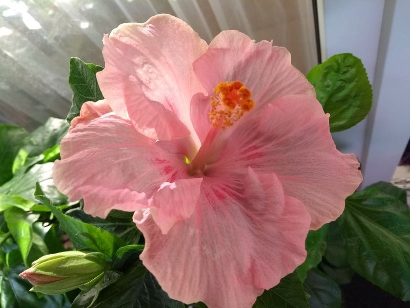  - Tahitian Raspberry Star