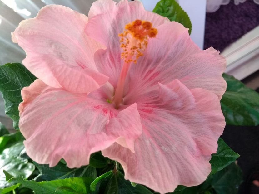  - Tahitian Raspberry Star