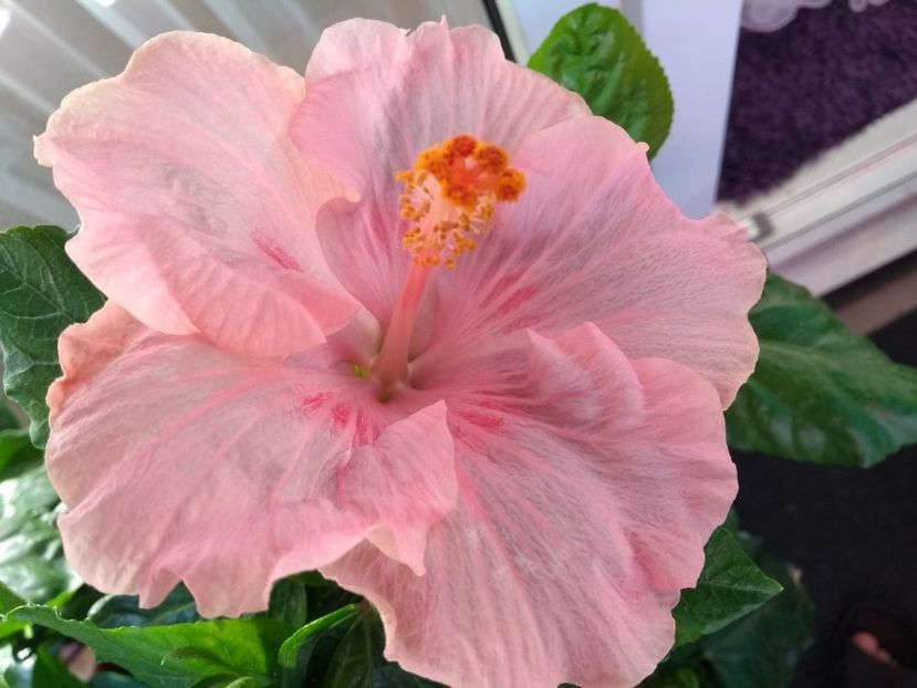  - Tahitian Raspberry Star