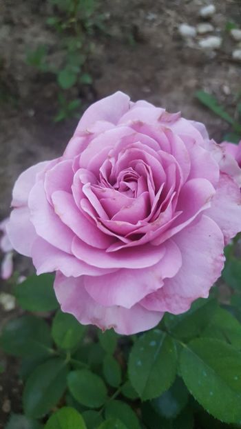  - Lavender Ice