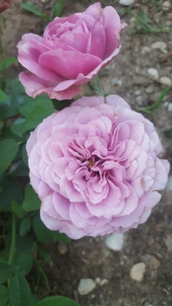  - Lavender Ice