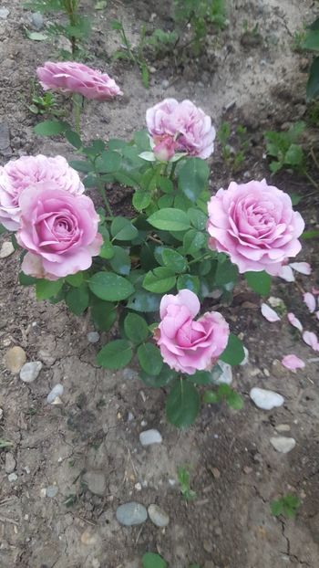  - Lavender Ice