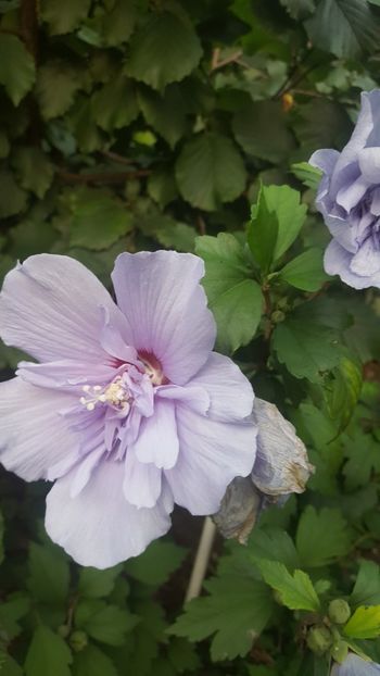  - Flori-2018-1