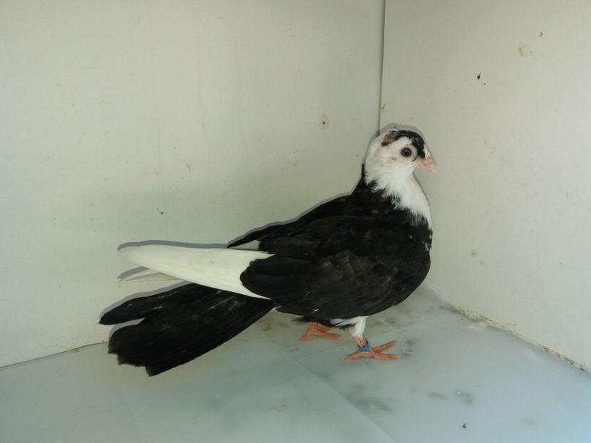 7121  mascul  2018_1 - tineret 2018