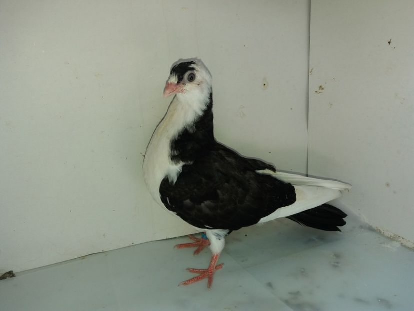 7121  mascul  2018_2 - tineret 2018