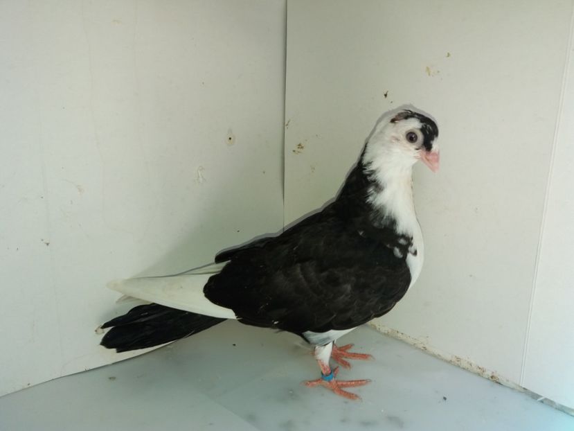 7121  mascul  2018_3 - tineret 2018