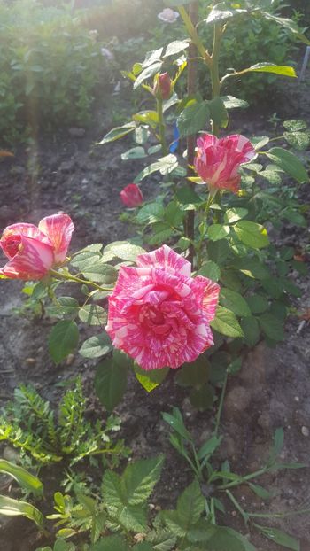  - Pink Intuition