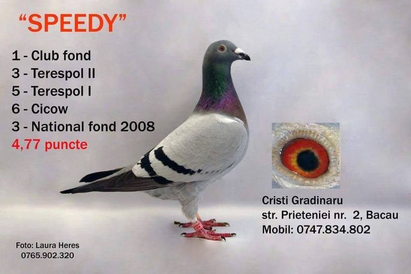  - Ascendentii porumbeilor mei 2018