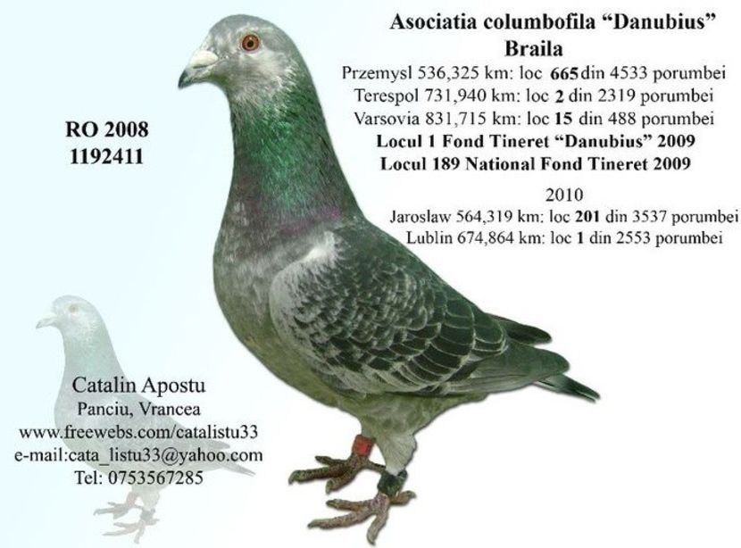 apostu_catalin_porumbel_700px - Ascendentii porumbeilor mei 2018